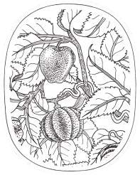 L'eau des Hespérides