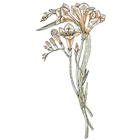 Freesia